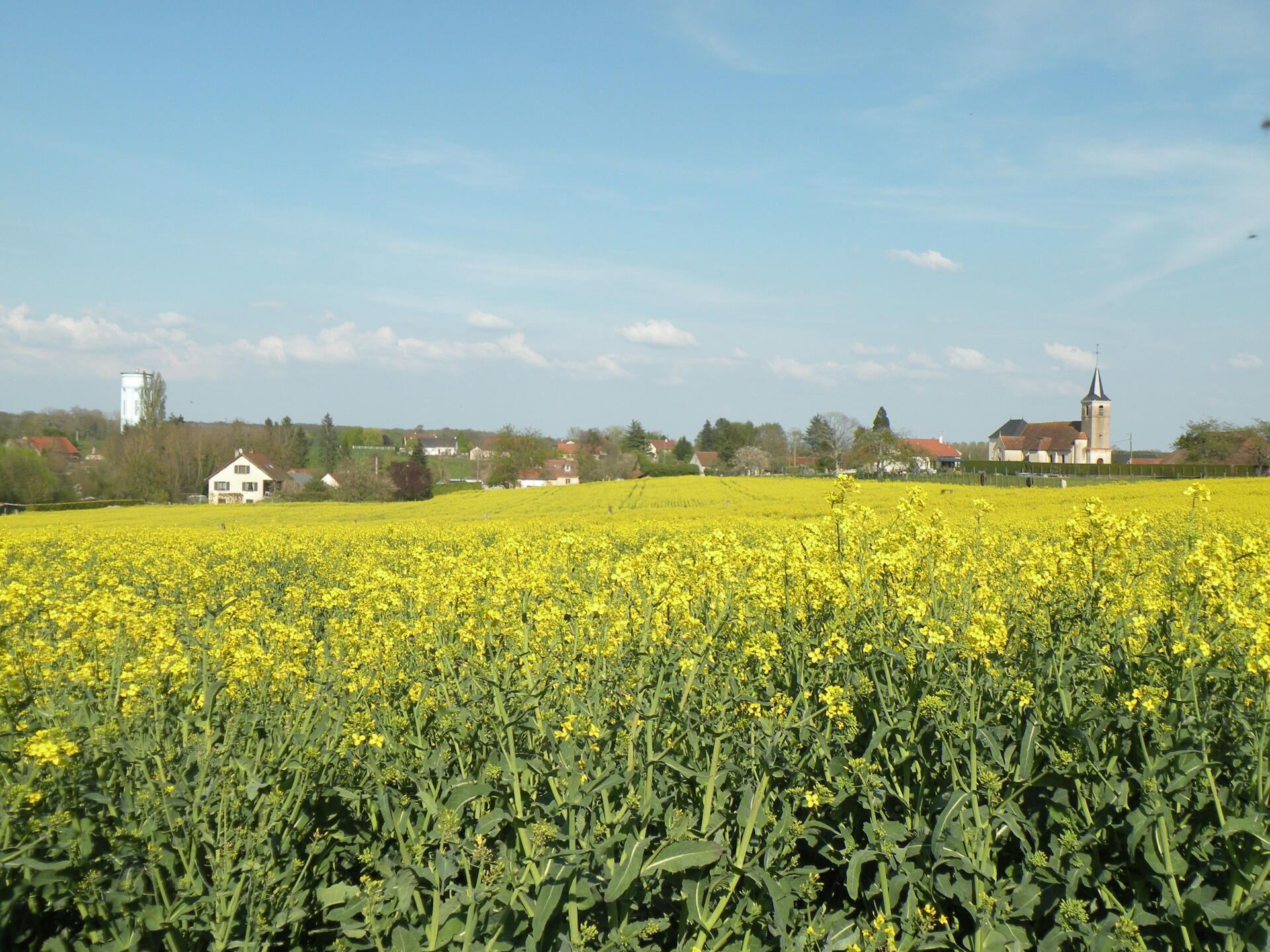 CharreysurSaône Rives de Saône